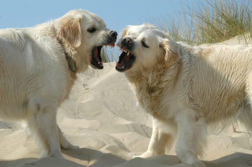 dogs_snarling_at_each_other